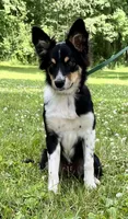 Roxy, a female Australian Shepherd and Border Collie for sale in Dalton, OH – 4 of 7