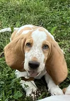 Hayden, a male Basset Hound for sale in Dalton, OH – 8 of 8