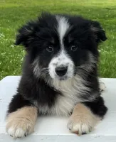 Ava , a female Miniature American Shepherd for sale in Dalton, OH – 1 of 9
