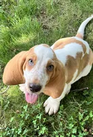 Hayden, a male Basset Hound for sale in Dalton, OH – 5 of 8