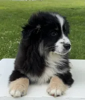 Ava , a female Miniature American Shepherd for sale in Dalton, OH – 5 of 9
