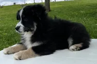 Ava , a female Miniature American Shepherd for sale in Dalton, OH – 9 of 9
