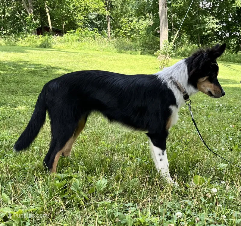 Roxy – Australian Shepherd, Border Collie puppy for sale in Dalton, OH