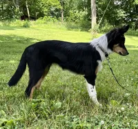 Roxy, a female Australian Shepherd and Border Collie for sale in Dalton, OH – 1 of 7