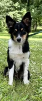 Roxy, a female Australian Shepherd and Border Collie for sale in Dalton, OH – 3 of 7