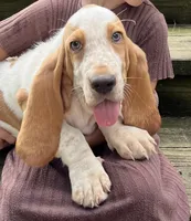 Hayden, a male Basset Hound for sale in Dalton, OH – 2 of 8