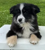 Ava , a female Miniature American Shepherd for sale in Dalton, OH – 2 of 9