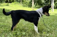 Roxy, a female Australian Shepherd and Border Collie for sale in Dalton, OH – 7 of 7