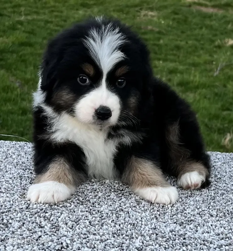 Cooper , a male Miniature American Shepherd for sale in Dalton, OH – Photo 1 of 6
