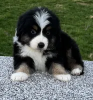 Cooper , a male Miniature American Shepherd for sale in Dalton, OH – Photo 1 of 6
