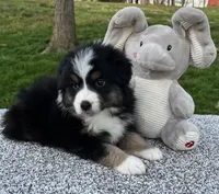 Cooper , a male Miniature American Shepherd for sale in Dalton, OH – Photo 5 of 6