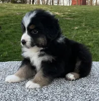 Cooper , a male Miniature American Shepherd for sale in Dalton, OH – Photo 3 of 6
