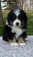 Cooper , a male Miniature American Shepherd for sale in Dalton, OH – Photo 2 of 6