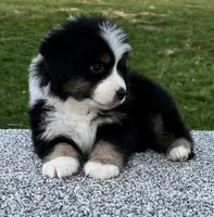 Cooper , a male Miniature American Shepherd for sale in Dalton, OH – Photo 4 of 6