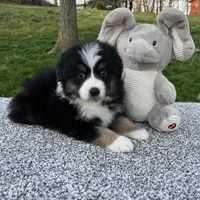 Cooper , a male Miniature American Shepherd for sale in Dalton, OH – Photo 6 of 6