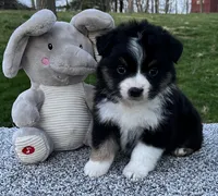 Candy , a female Miniature American Shepherd for sale in Dalton, OH – Photo 4 of 6