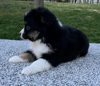 Candy , a female Miniature American Shepherd for sale in Dalton, OH – Photo 6 of 6
