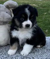 Candy , a female Miniature American Shepherd for sale in Dalton, OH – Photo 2 of 6