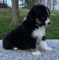 Candy , a female Miniature American Shepherd for sale in Dalton, OH – Photo 3 of 6