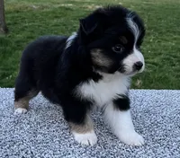 Candy , a female Miniature American Shepherd for sale in Dalton, OH – Photo 5 of 6