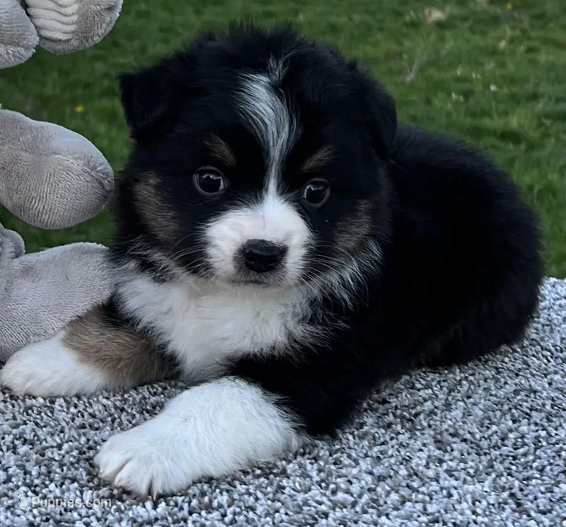 Candy  – Miniature American Shepherd puppy for sale in Dalton, OH