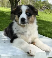 Boomer , a male Miniature American Shepherd for sale in Dalton, OH – 1 of 8