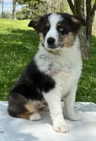 Boomer , a male Miniature American Shepherd for sale in Dalton, OH – 5 of 8