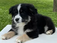 Ava , a female Miniature American Shepherd for sale in Dalton, OH – 8 of 9