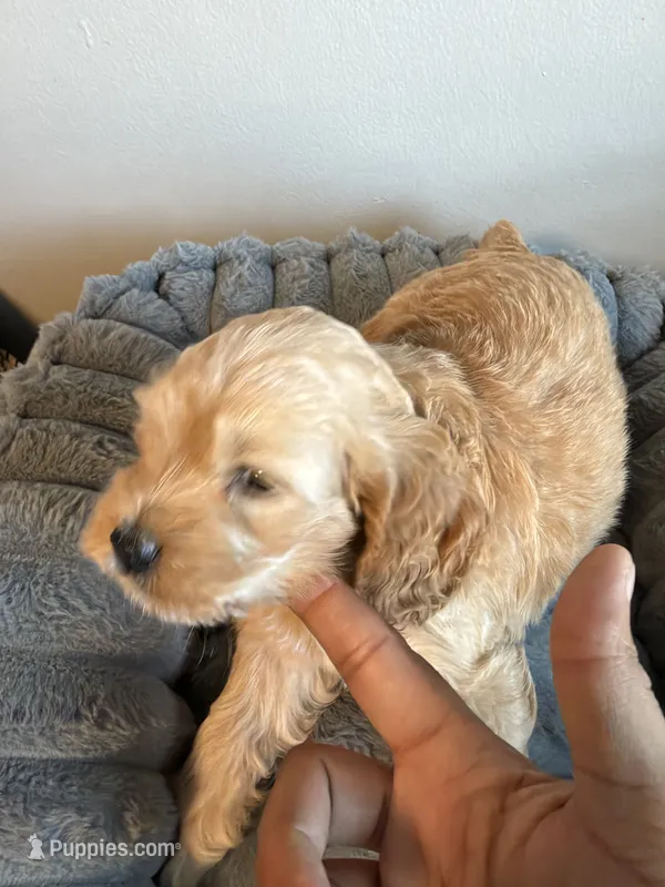 Rocky – Cavapoo puppy for sale in Lodi, NJ