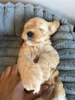 Rocky, a male Cavapoo for sale in Lodi, NJ – 6 of 7