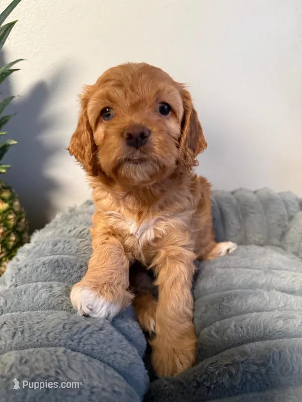 Rocky – Cavapoo puppy for sale in Lodi, NJ