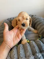 Rocky, a male Cavapoo for sale in Lodi, NJ – 2 of 7
