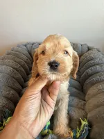 Rocky, a male Cavapoo for sale in Lodi, NJ – 4 of 7