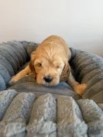 Rocky, a male Cavapoo for sale in Lodi, NJ – 5 of 7