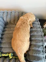 Rocky, a male Cavapoo for sale in Lodi, NJ – 7 of 7
