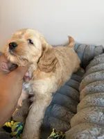 Rocky, a male Cavapoo for sale in Lodi, NJ – 3 of 7