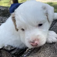 Sugar, a female Miniature Aussiedoodle for sale in Rison, AR – Photo 3 of 8