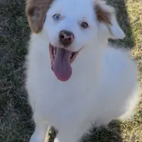Sugar, a female Miniature Aussiedoodle for sale in Rison, AR – Photo 1 of 8