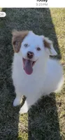 Sugar, a female Miniature Aussiedoodle for sale in Rison, AR – Photo 1 of 8