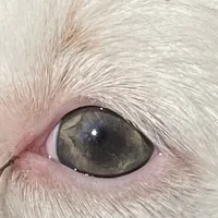 Sugar, a female Miniature Aussiedoodle for sale in Rison, AR – Photo 8 of 8