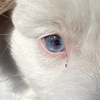 Sugar, a female Miniature Aussiedoodle for sale in Rison, AR – Photo 7 of 8