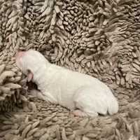 Sugar, a female Miniature Aussiedoodle for sale in Rison, AR – Photo 4 of 8