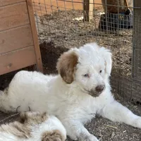 Sugar, a female Miniature Aussiedoodle for sale in Rison, AR – Photo 2 of 8