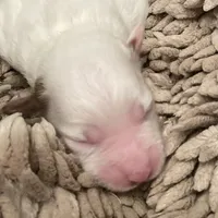 Sugar, a female Miniature Aussiedoodle for sale in Rison, AR – Photo 6 of 8