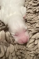 Sugar, a female Miniature Aussiedoodle for sale in Rison, AR – Photo 6 of 8