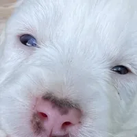 Sugar, a female Miniature Aussiedoodle for sale in Rison, AR – Photo 5 of 8