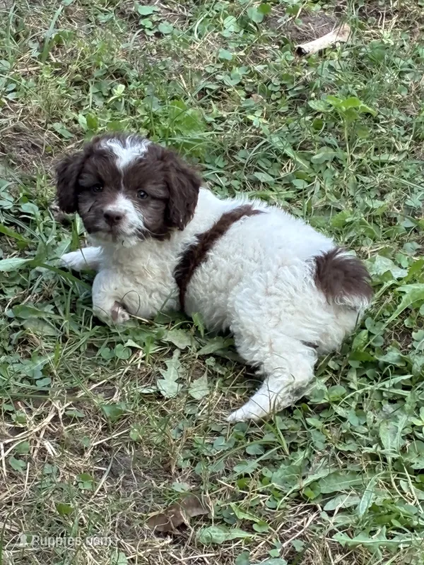 Dodger – Miniature Aussiedoodle puppy for sale in Rison, AR