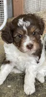 Rocket, a male Miniature Aussiedoodle for sale in Rison, AR – Photo 1 of 4