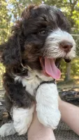 Hersey, a male Miniature Aussiedoodle for sale in Rison, AR – 2 of 2