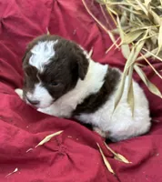 Dodger, a male Miniature Aussiedoodle for sale in Rison, AR – 2 of 2